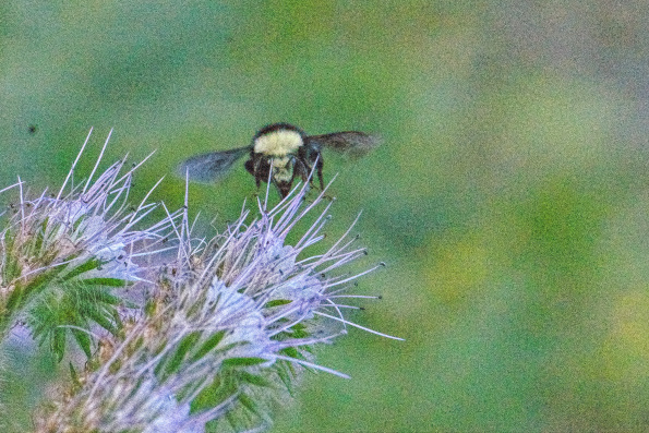 yfacedbombusinflightlsceyphacelia-cropped