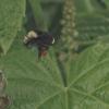 yheadbombus-onlupine-220602-1-1