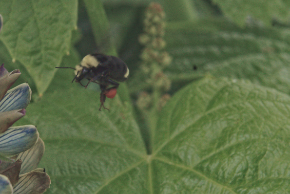 yheadbombus-onlupine-220602-1-1