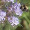 yhyeadbombus-phacelia--220706-1