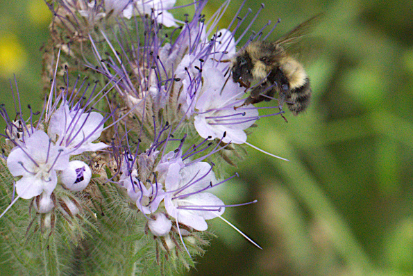 yhyeadbombus-phacelia--220706-1